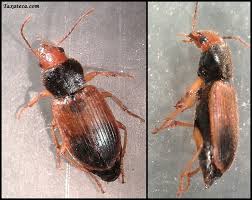 Attēlu rezultāti vaicājumam “Diachromus germanus”