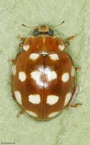 Attēlu rezultāti vaicājumam “Calvia quatuordecimguttata”