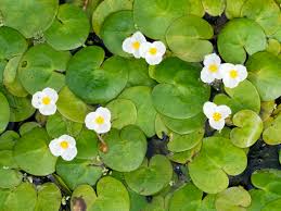 Attēlu rezultāti vaicājumam “Hydrocharis morsus-ranae”