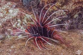 Image result for Pterois radiata