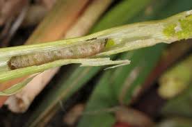 Attēlu rezultāti vaicājumam “Apamea ophiogramma”