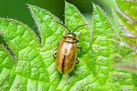Attēlu rezultāti vaicājumam “Lochmaea caprea”
