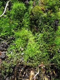 Attēlu rezultāti vaicājumam “Amblystegium serpens macro”