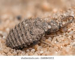 Attēlu rezultāti vaicājumam “Myrmeleontidae larva”