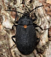 Attēlu rezultāti vaicājumam “Tetratomidae”