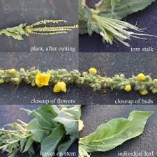 Attēlu rezultāti vaicājumam “Verbascum thapsus bud”