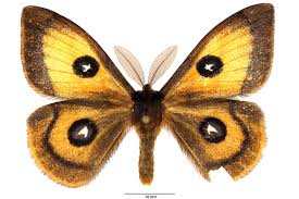 Attēlu rezultāti vaicājumam “Aglia tau”