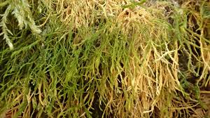 Attēlu rezultāti vaicājumam “Anomodon longifolius”