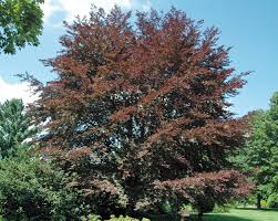 Attēlu rezultāti vaicājumam “Fagus sylvatica fo. purpurea”