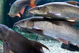 Image result for Barbus barbus