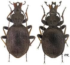 Attēlu rezultāti vaicājumam “Cychrus caraboides”