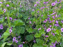 Image result for Malva sylvestris 'Zebrina'