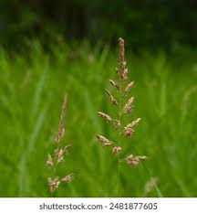 Attēlu rezultāti vaicājumam “Phalaroides arundinacea leaf”