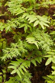 Attēlu rezultāti vaicājumam “Lycogala cf. convexum young”