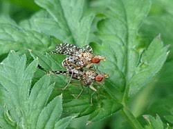 Attēlu rezultāti vaicājumam “Trypetoptera punctulata”