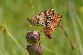 Attēlu rezultāti vaicājumam “Boloria aquilonaris”