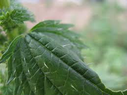 Attēlu rezultāti vaicājumam “Urtica urens”