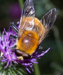 Attēlu rezultāti vaicājumam “Arctophila superbiens”