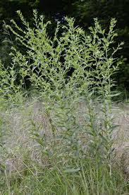 Attēlu rezultāti vaicājumam “Lithospermum officinale”