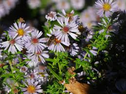 Attēlu rezultāti vaicājumam “Symphyotrichum x salignum leaf”