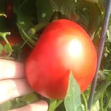 Afbeeldingsresultaat voor earl faux tomato
