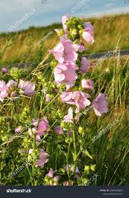 Image result for Lavatera thuringiaca