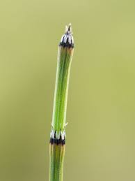 Attēlu rezultāti vaicājumam “Equisetum variegatum”