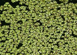 Attēlu rezultāti vaicājumam “Lemna gibba”