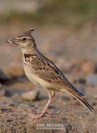 Attēlu rezultāti vaicājumam “Galerida cristata adult”