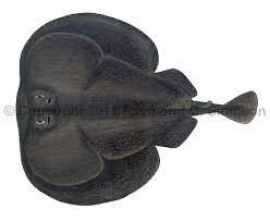 Image result for Tetronarce nobiliana