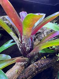 Attēlu rezultāti vaicājumam “Diderma deplanatum”