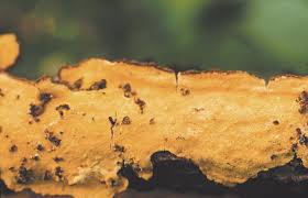 Attēlu rezultāti vaicājumam “Perenniporia subacida”