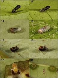 Attēlu rezultāti vaicājumam “Licea pygmaea sessile”