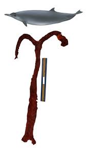 Image result for Mesoplodon bidens