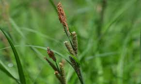 Attēlu rezultāti vaicājumam “Carex acutiformis fruit”