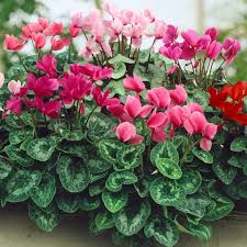 Image result for Cyclamen persicum