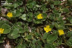 Attēlu rezultāti vaicājumam “Portulaca oleracea”