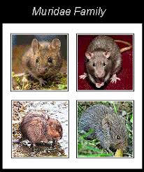 Attēlu rezultāti vaicājumam “Muridae”