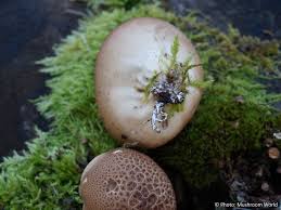 Attēlu rezultāti vaicājumam “Lycoperdon pyriforme young”