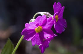 Attēlu rezultāti vaicājumam “Primula veris var. rubra flower”