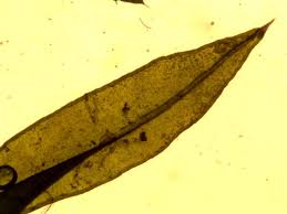 Attēlu rezultāti vaicājumam “Cinclidotus danubicus”