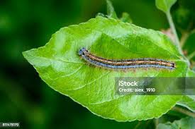 Attēlu rezultāti vaicājumam “Malacosoma neustria larva”