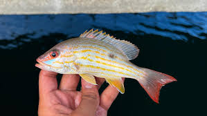 Image result for Lutjanus synagris