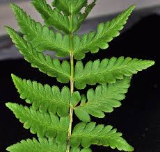 Attēlu rezultāti vaicājumam “Dryopteris cristata”