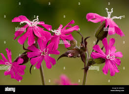 Attēlu rezultāti vaicājumam “Silene dioica flower”