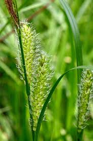 Attēlu rezultāti vaicājumam “Cyperaceae”