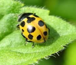 Attēlu rezultāti vaicājumam “Hippodamia notata”