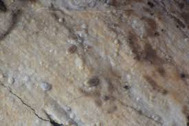 Attēlu rezultāti vaicājumam “Basidiodendron”