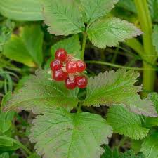 Attēlu rezultāti vaicājumam “Rubus nessensis fruit”