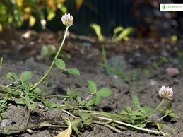 Attēlu rezultāti vaicājumam “Trifolium fragiferum fruit”